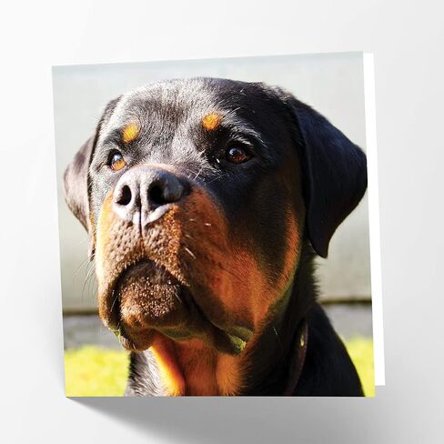 Maturi Rottweiler Dog Photographic Blank Birthday Greetings Card, 6" x 6" Square in Saudi Arabia