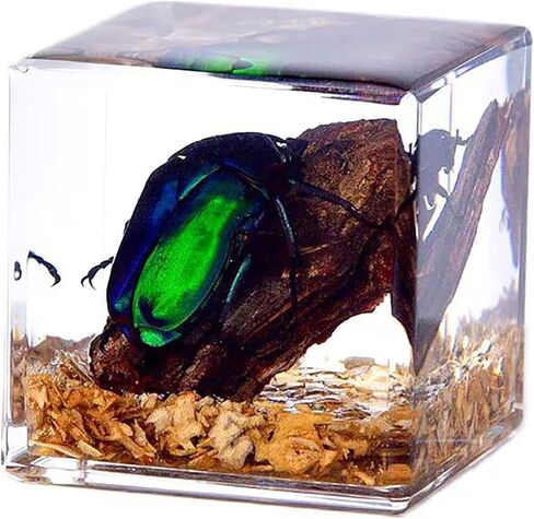 Insects' Cubic World, Real Insect Collection, Resin Bug Specimen, Biology Scientific Educational Display, Crystal Cube Ornament, Nature Inspiration(Antler Horned Beetle) in Saudi Arabia