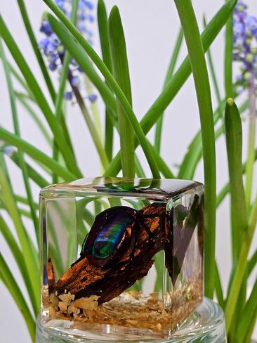 Insects' Cubic World, Real Insect Collection, Resin Bug Specimen, Biology Scientific Educational Display, Crystal Cube Ornament, Nature Inspiration(Antler Horned Beetle) in Saudi Arabia