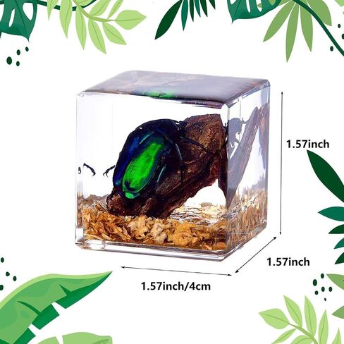 Insects' Cubic World, Real Insect Collection, Resin Bug Specimen, Biology Scientific Educational Display, Crystal Cube Ornament, Nature Inspiration(Antler Horned Beetle) in Saudi Arabia