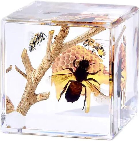 Insects' Cubic World, Real Insect Collection, Resin Bug Specimen, Biology Scientific Educational Display, Crystal Cube Ornament, Nature Inspiration(Antler Horned Beetle) in Saudi Arabia