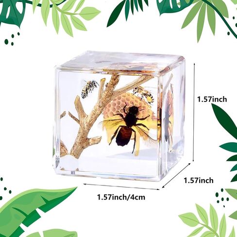 Insects' Cubic World, Real Insect Collection, Resin Bug Specimen, Biology Scientific Educational Display, Crystal Cube Ornament, Nature Inspiration(Antler Horned Beetle) in Saudi Arabia