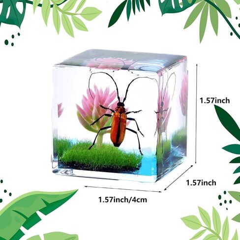 Insects' Cubic World, Real Insect Collection, Resin Bug Specimen, Biology Scientific Educational Display, Crystal Cube Ornament, Nature Inspiration(Antler Horned Beetle) in Saudi Arabia