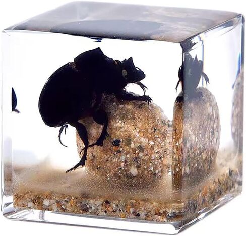 Insects' Cubic World, Real Insect Collection, Resin Bug Specimen, Biology Scientific Educational Display, Crystal Cube Ornament, Nature Inspiration(Antler Horned Beetle) in Saudi Arabia