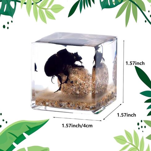 Insects' Cubic World, Real Insect Collection, Resin Bug Specimen, Biology Scientific Educational Display, Crystal Cube Ornament, Nature Inspiration(Antler Horned Beetle) in Saudi Arabia