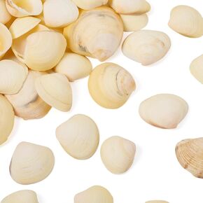 Beadthoven 100pcs قشرة محارة طبيعية صغيرة مصغرة قذائف حلزونية صغيرة محيطات شاطئ البحر الصدف لزخارف المنزل قذائف السحر للخرز لحفلات الحفلات مزهرية الحشو صناديق صنع المجوهرات