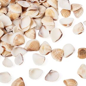 Beadthoven 100pcs قشرة محارة طبيعية صغيرة مصغرة قذائف حلزونية صغيرة محيطات شاطئ البحر الصدف لزخارف المنزل قذائف السحر للخرز لحفلات الحفلات مزهرية الحشو صناديق صنع المجوهرات in Kuwait