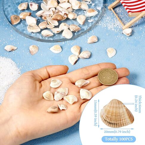 Beadthoven 100pcs Small Natural Conch Shell Mini Tiny Spiral Shells Ocean Beach Seashells for Home Decorations Shells Charm Beads for Party Decor Vase Filler Fish Tank Jewelry Making in Kuwait