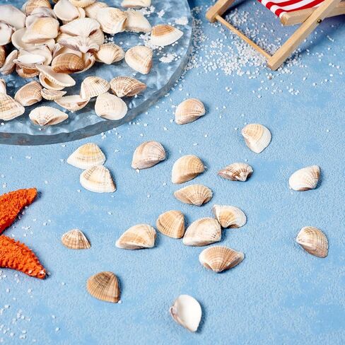 Beadthoven 100pcs Small Natural Conch Shell Mini Tiny Spiral Shells Ocean Beach Seashells for Home Decorations Shells Charm Beads for Party Decor Vase Filler Fish Tank Jewelry Making in Kuwait