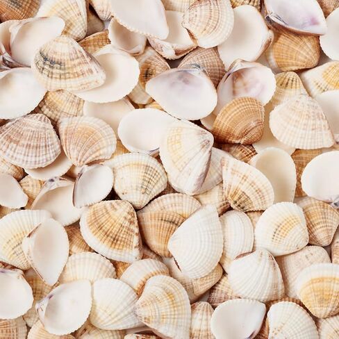 Beadthoven 100pcs Small Natural Conch Shell Mini Tiny Spiral Shells Ocean Beach Seashells for Home Decorations Shells Charm Beads for Party Decor Vase Filler Fish Tank Jewelry Making in Kuwait