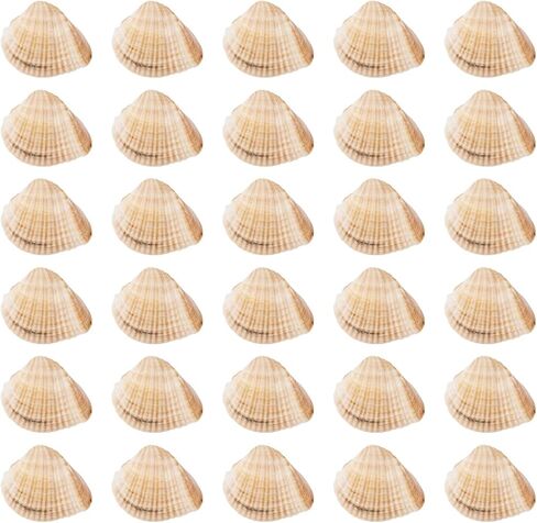 Beadthoven 100pcs Small Natural Conch Shell Mini Tiny Spiral Shells Ocean Beach Seashells for Home Decorations Shells Charm Beads for Party Decor Vase Filler Fish Tank Jewelry Making in Kuwait