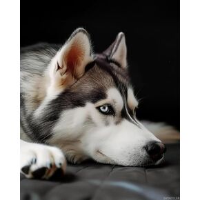 Svinoiler Husky Dog Paint by Number Kit Paint baster