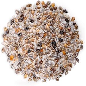 500pcs Natural Tiny Small Seashells with Tail-Hole, Beads for DIY Jewelry Making，Bracelets Making，Hair Beads