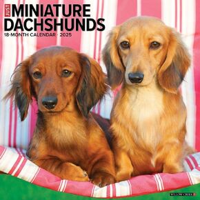 تقويمات Willow Creek Press ، فقط مصغرة Dachshunds 2025 تقويم الحائط
