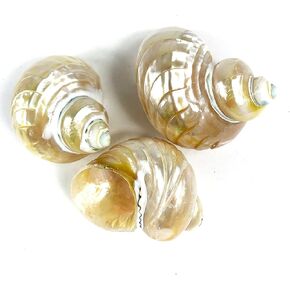 Heyiwell 3pc Pearled Goldmouth Turbo مضلعة قذائف ، قذيفة السلطعون ، قذائف توربو ، مستلزمات السلطعون للديكور 2 "~ 2.5" بوصة
