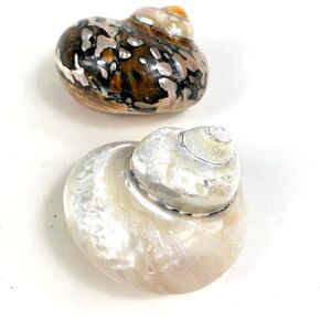 Heyiwell 2pc Sarmaticus Turbo & White Pearled Turbo Shell ، قذيفة سلطعون ، قذائف توربو ، مستلزمات السلطعون للديكور 2.5 "~ 3" بوصة