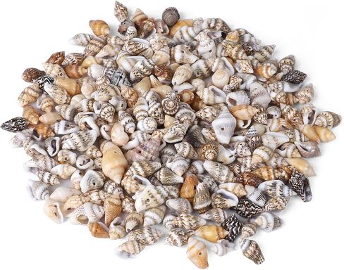 500pcs صدف صغير صغير صغير مع فتحة ذيل ، حبات لصنع المجوهرات DIY: أساور صنع حبات الشعر in Kuwait