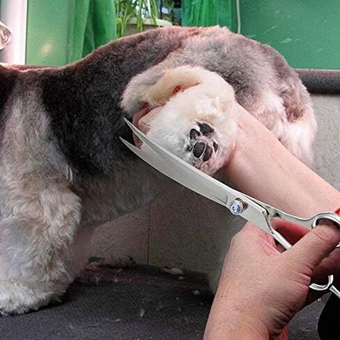 Dream Reach 8.0'' Titanium Professional Lefty Pet Grooming Scissors Set,Straight & Thinning & Curved Scissors 3pcs Set for Dog Grooming (Cutting Shear) in Saudi Arabia