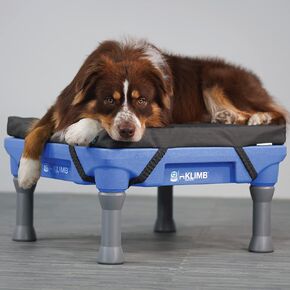 Blue-9 Pet Products استعادة سرير كلب مقاوم للماء ومنصة تدريب الكلاب Klimb وحزمة نظام الرشاقة ، مجموعة من قطعتين