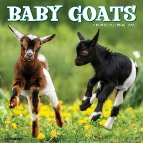 Willow Creek Press ، Baby Goats 2025 Wall Calendar