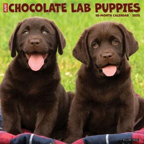 Willow Creek Press ، Just Chocolate Lab Puppies 2025 التقويم الحائط