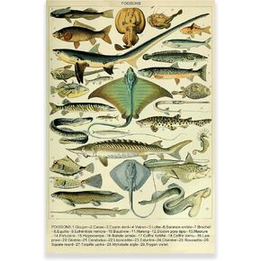 ملصق السمك في Kway Vintage - مخطط أنواع الأسماك - Nature Canvas Wall Art - ملصقات جمالية لرياض الأطفال في الفصول الدراسية بدون إطار (12x18in/30x45 سم)