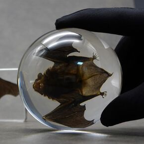 Bat Decor,Goth Gifts,Taxidermy Bat,Real Bat Specimens Animal Specimen in Resin for Classroom Science Education.Cool Gifts for Science Lovers,Weird Gifts for Weird People (5.5x2.5x0.7 Inch))