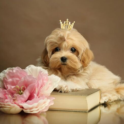 9 Pieces Crown Cake Topper, Princess Little Crown Heart shaped Diamond Alloy Crown, Mini Crown Children's Birthday Cake Baking Decoration Paper Cup Cake Decoration (Mini Gold Little Crown) in Kuwait