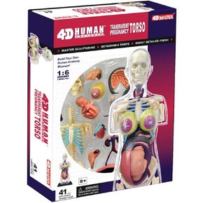 Famemaster 4D-Vision-Vision الحمل الشفافة نموذج تشريح الجذع متعدد الألوان ، 10 "