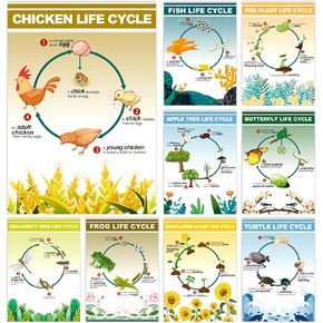 9 Pieces Science Posters Life Cycles Bulletin Board Charts Butterfly Animals Life Cycles Posters for Middle School and Primary School Classroom Biology Classroom or Science Classroom Wall Decorations
