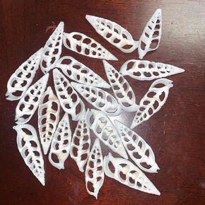 Heyiwell 20PC White Cerithium Center Cut Shells for Crafts Windchimes Shellcraft Home Decor 1.5"~2" Inch