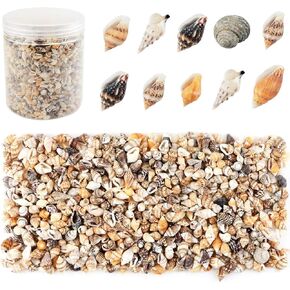 2000 PCS قذائف البحر الصغيرة وسمك النجوم للصياغة ، وصحيرة البحر المصورة الصغيرة للزخارف المنزلية ، وحفل موضوع الشاطئ ، والقذائف المختلطة الصغيرة وسمك النجوم للحرف ، وديكور الزفاف ، وملابس الأسماك ،