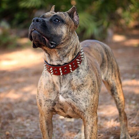 BlazingPaws® Sabrington 2 inch Wide Luxury Spike Leather Dog Collar for Large Dogs with Screw-on Spikes in Premium Black Bridle Leather and Soft Suede Leather Padding (Neck Size:19-22 Inches, Black) in Kuwait