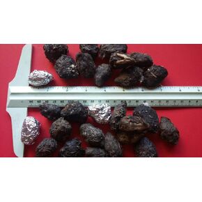 Small Barn Owl Pellets Pack of 25 (1-1.5 Inches)