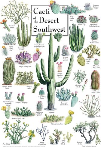 MasterPieces 1000 Piece Jigsaw Puzzle for Adults, Family, Or Youth - Cacti of The Desert Southwest - 19.25"x26.75" in Kuwait