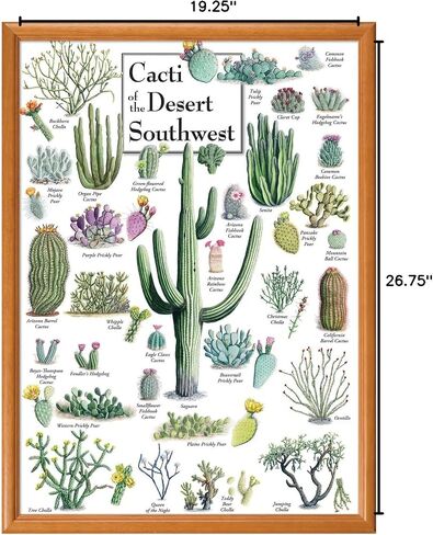 MasterPieces 1000 Piece Jigsaw Puzzle for Adults, Family, Or Youth - Cacti of The Desert Southwest - 19.25"x26.75" in Kuwait