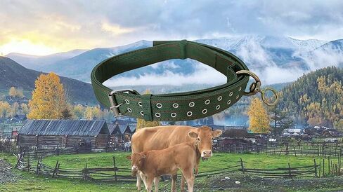 Adjustable Four-Layer Nylon Thickened Cow Collar with 2-Rows Metal Buckle and Traction Chain for Horse, Sheep, Cattle, Dog, Camel (57inch) in Saudi Arabia