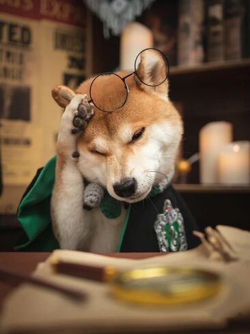 أزياء Cat 3 قطعة مجموعة مع نظارات وعراق ، مجموعة أزياء Cat Dog Cosplay ، مثالية للحفلات والهدايا للكلاب Cat (Green+Black ، Small) in Kuwait