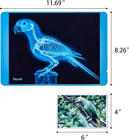 Pet Series Animal X-Rays for Kids, Pet Xrays Set, Light Table Accessories, Perfect for Vet Role Play and Learning About Pets' Anatomy in Saudi Arabia
