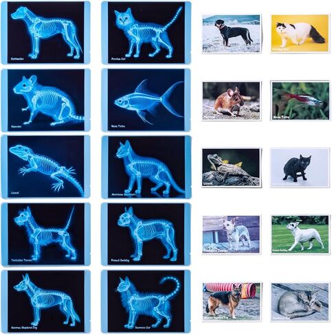 Pet Series Animal X-Rays for Kids, Pet Xrays Set, Light Table Accessories, Perfect for Vet Role Play and Learning About Pets' Anatomy in Saudi Arabia