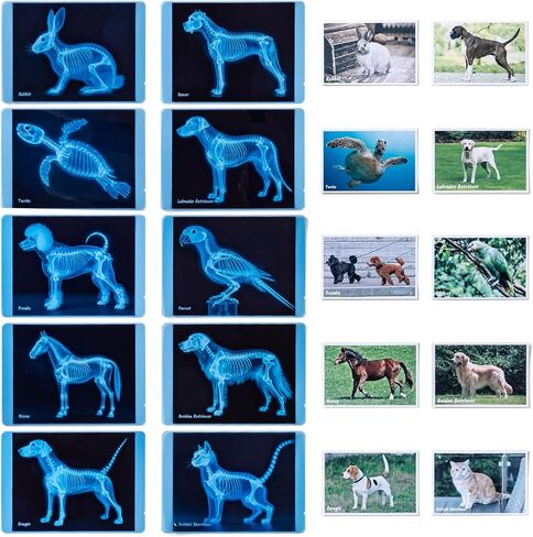Pet Series Animal X-Rays for Kids, Pet Xrays Set, Light Table Accessories, Perfect for Vet Role Play and Learning About Pets' Anatomy in Saudi Arabia