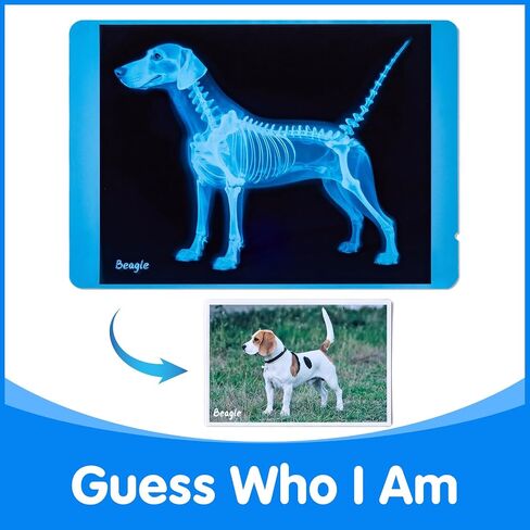 Pet Series Animal X-Rays for Kids, Pet Xrays Set, Light Table Accessories, Perfect for Vet Role Play and Learning About Pets' Anatomy in Saudi Arabia