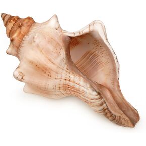 Giant Natural Conch Shell, Striped Fox Conch Seashell 6-7 inches, Large Sea Shell for Vase Filler, Air Plants, Wedding Decor Beach Theme Party