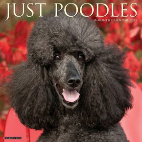 Willow Creek Press, Just Poodles 2025 Wall Calendar