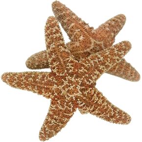 Mmvolyy 2pc Sugar Starfish Sugar Sugarffish for Beach and Crafts Home Decor 4-6 "inch