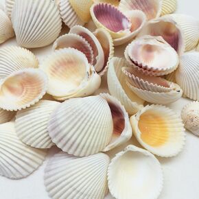 Pepperlonly Cockles Sea Shells ، 8 أوقية APPRX. 1-1/2 بوصة ~ 1-3/4 بوصة