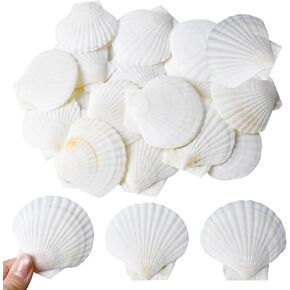 Keshufu 20 PCS قذائف أسقلوب أبيض طبيعية 2-3 بوصة ، قذائف البحر الصغيرة للطلاء الحرفي DIY ، ديكور زفاف الشاطئ ، لوازم الحفلات في المحيط ، زخرفة المنزل الساحلي