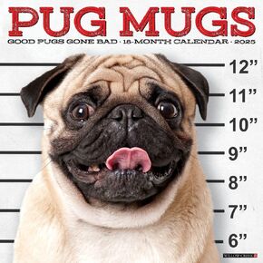 Willow Creek Press, Pug Mugs 2025 Wall Calendar
