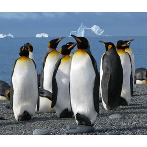 FANGKISSU DIY Diamond Art Kits for Adults Penguin, 5D Diamond Art Animal Full Drill Round Rhinestone Diamond Art Cross Stitch Embroidery for Crafts 11.8x15.7inch …