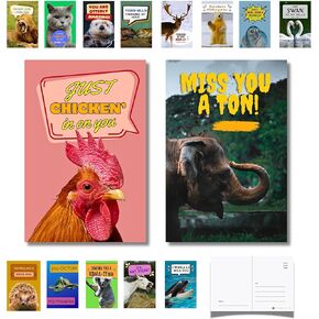 التصميمات الإمبراطورية 40 حزمة Pack Punny Postcards - قل أفتقدك ، مرحبًا ، شكرًا لك ، أفكر فيك بتورية حيوان ممتع عن طريق البريد - بطاقات بريدية كبيرة للأطفال ، أولياء الأمور ، والأجداد ، والأصدقاء ، والمعلمين